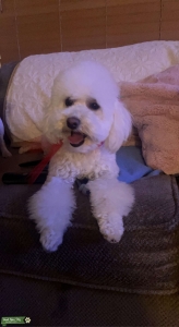 Looking for a mini golden doodle  Listing Image