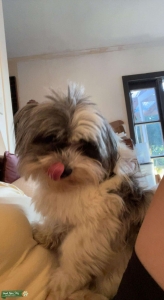 Papillon maltese Listing Image