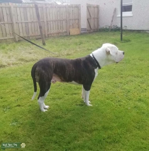 Hi there my American Bulldog paco is up for stud now if interested please let me know DM thx  Listing Image