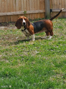 BASSET HOUND BLACK, WHITE & BROWN - SWEET GIRL Listing Image