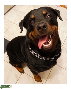 ROTTWEILER STUD AVAILABLE Listing Image
