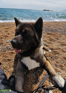 KC registered American Akita  Listing Image