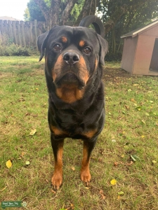 Rottweiler Stud Listing Image