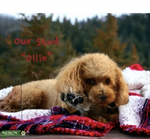 AKC Red Toy Poodle - Has proven himself 11 times!  Listing Image
