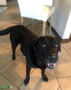 Looking for Female Lab Listing Image
