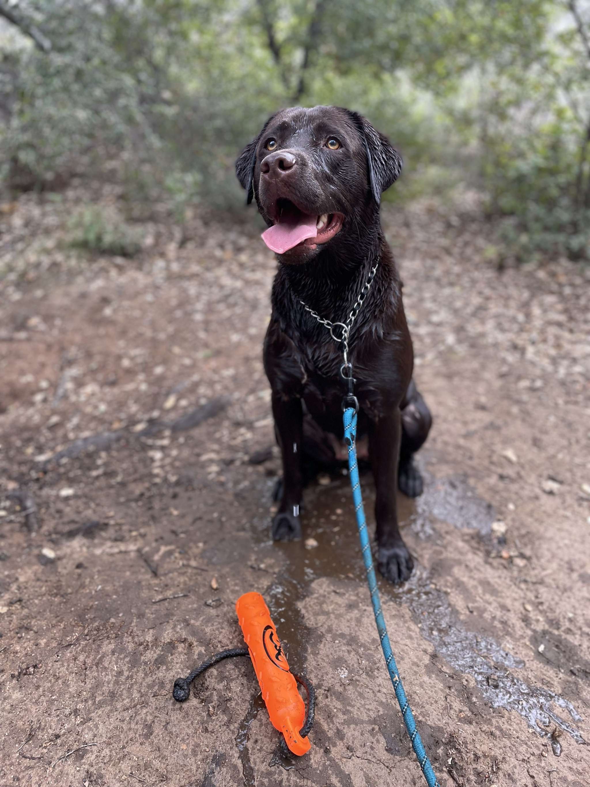 -beautiful female choc lab - Stud Dog in Riverside County, United ...