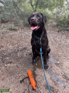 -beautiful female choc lab Listing Image