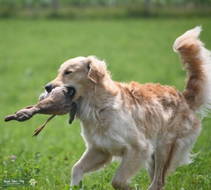 Golden Retriever Stud Listing Image