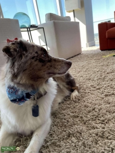 Looking to breed Listing Image