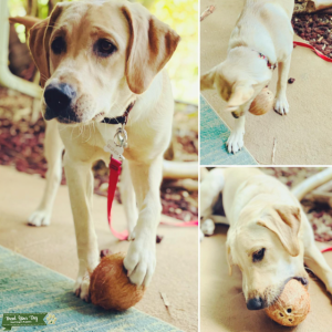 Yellow Labrador Listing Image