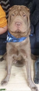 Beautiful chocolate dilute shar pei Listing Image
