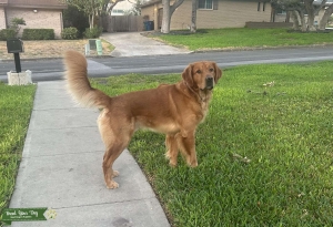 Excellent AKC Golden Retriever Stud Listing Image