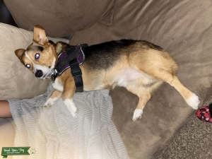Tri Colored Male Corgi Listing Image