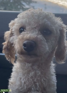 Toy Poodle Listing Image