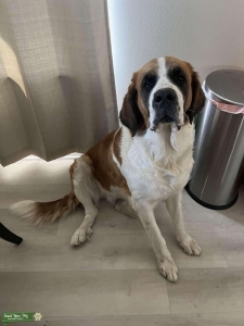 St.Bernard/Bernese Mtn.Dog Mix Listing Image