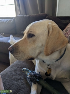AKC pedigree Labrador Retriever stud  Listing Image