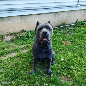 Prime Stud Dog AKC Listing Image