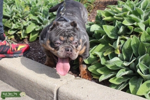 Upcoming Stud Stacked Ped Behind Him Listing Image