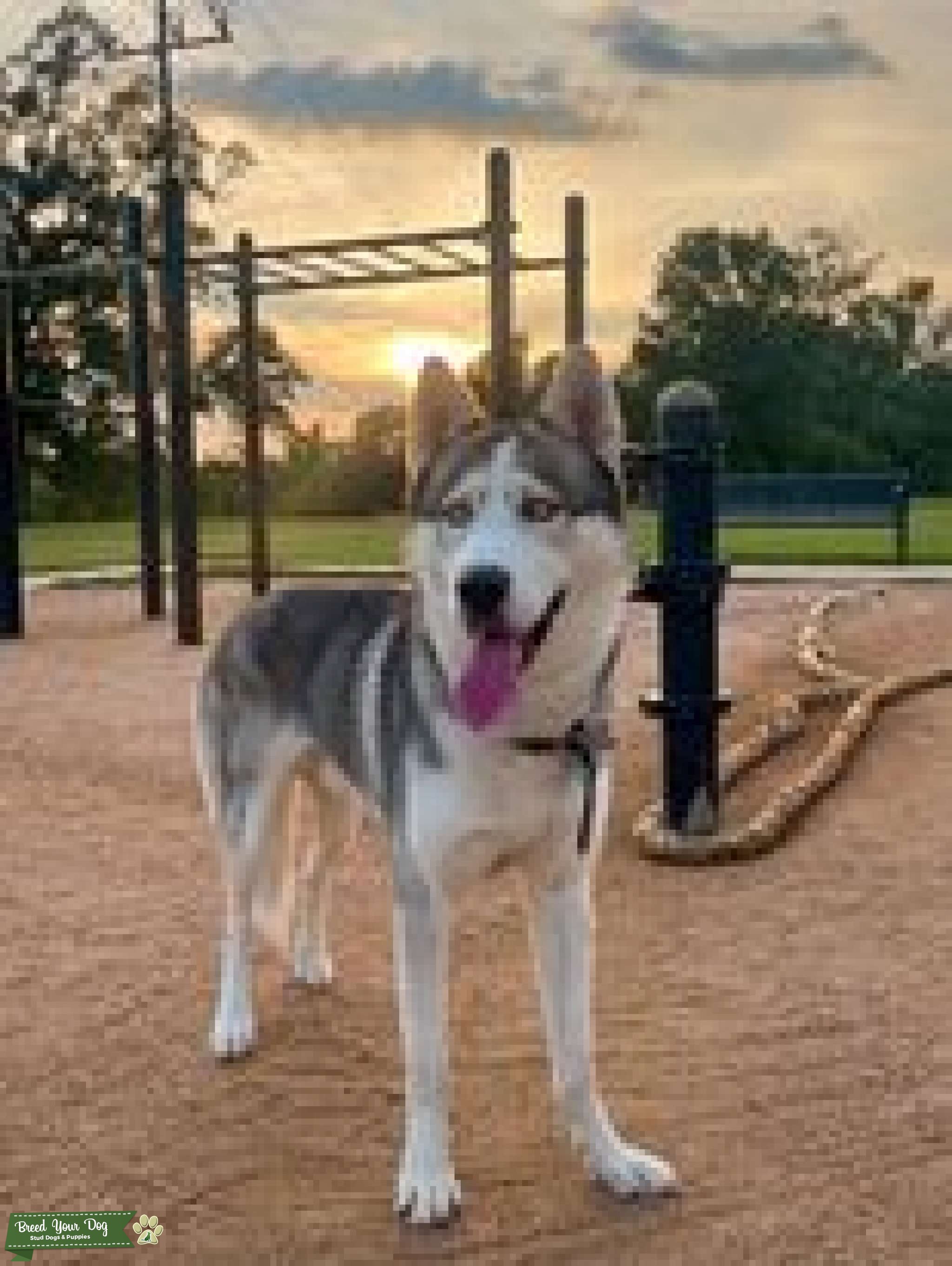 Three color Siberian Husky Stud Dog in Louisiana, the United States