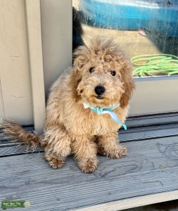 F1bb mini goldendoodle Listing Image