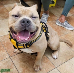 Bully male for stud  Listing Image