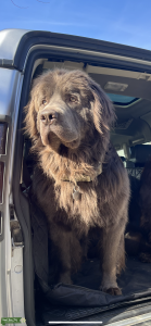 GRAY NEWFOUNDLAND STUD - Proven Stud, Active, Athletic Listing Image