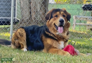 Euro Mountain Sheparnese (Aka Bernese Mountain dog mixed with German Shepard) Listing Image