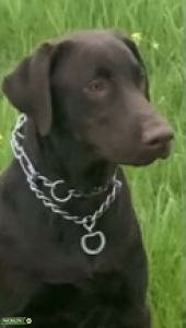 CHOCOLATE LABRADOR Listing Image