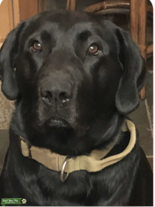 BLACK LABRADOR Listing Image