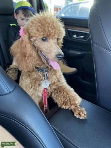 Red toy poodle Fem Listing Image