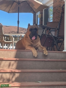 Red Cane Corso with black mask Listing Image