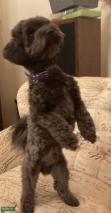 Black Havanese  Listing Image