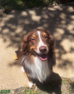 Chocolate Brown/ White Australian Shepard Listing Image