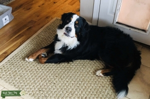 Colorado Bernese Mountain Dog Stud Listing Image