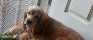 Beige cocker spaniel  Listing Image