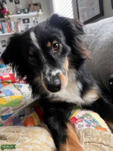 Black tri mini aussie Listing Image