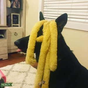 Black German Shephard Listing Image