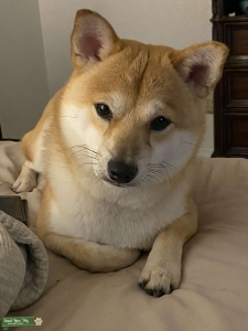 Male Shiba Inu Listing Image