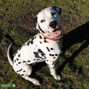 Dalmatian Stud Dog Five Generation Pedigree Certified  Listing Image