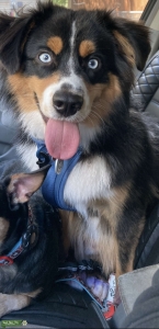 Handsome Gentle Caring Mini Aussie Listing Image