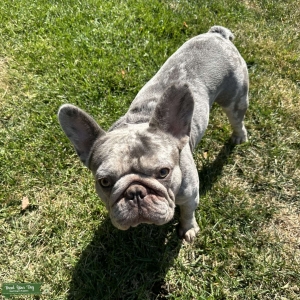 Nor Cal French Bulldog Stud Listing Image