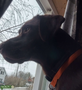 Chocolate Lab Listing Image