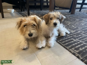 Proven Jack Russell Coarse Hair - Spanish Blood Listing Image