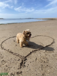 Norfolk Terrier Stud Listing Image