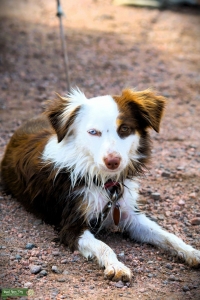 Mini Aussie Looking for stud Listing Image
