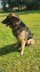 Purebred Long Haired German Shepherd Stud Listing Image