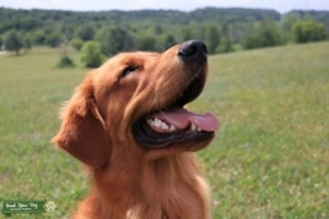 Red Golden Retriever Listing Image