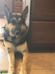 Deuce is a Black and Tan German Shepherd (Male) Dog Listing Image