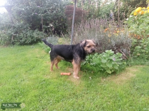 Lovely border terrier for stud Listing Image