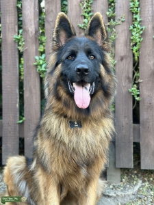 Proven German Shepherd Dog to Stud Listing Image